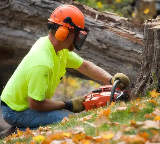 tree services Mentor-on-the-Lake